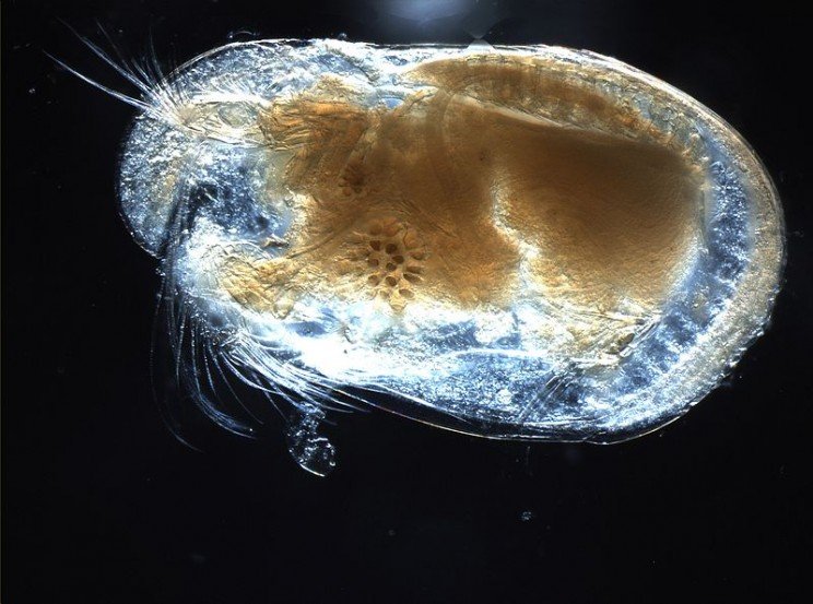 animals-youve-never-heard-ostracod_resize_md