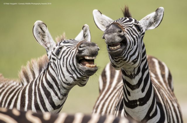 Comedy Wild Life Photography Awards Laughing Zebra