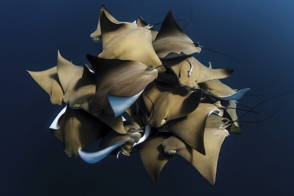 The Nature Conservancy Photo Contest Water 3rd cownose rays min1