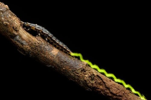 Insect Photography Winner.3 min