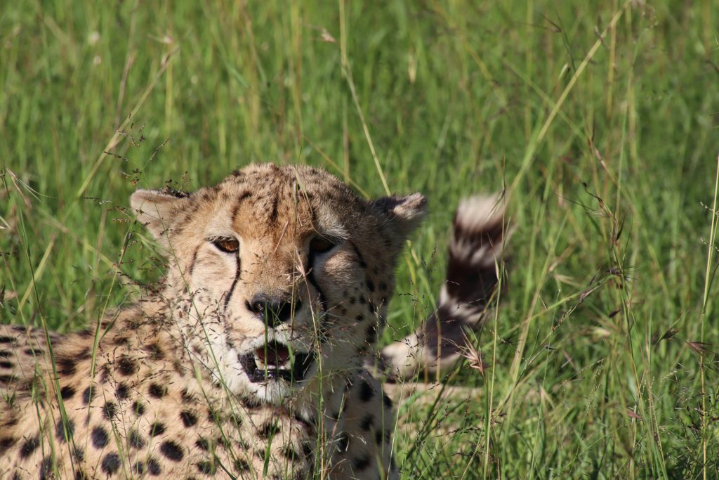 cheetah hunting min